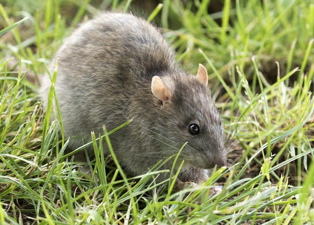 rat in nature